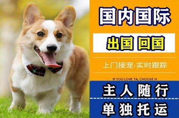 甘肃省宠物托运公司甘肃省宠物托运公司甘肃省宠物托运公司