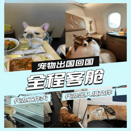 甘肃省宠物托运到白俄罗斯宠物入境规定和要求